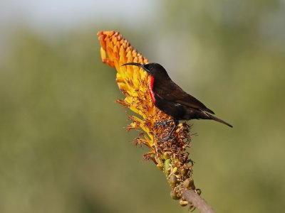 Rooiborssuikerbekkie / Scarlet-chested Sunbird