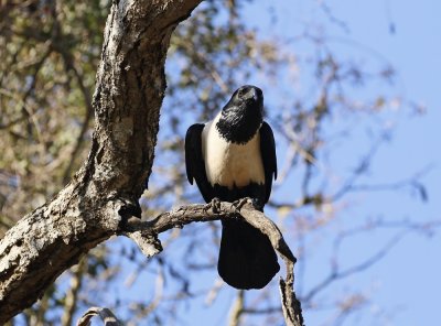 Witborskraai / Pied Crow