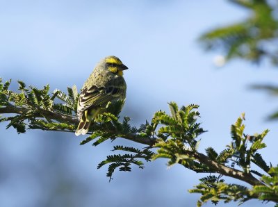 Geeloogkanarie / Yellow-fronted Canary