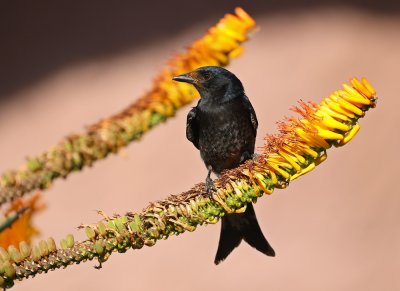 Mikstretbyvanger / Fork-tailed Drongo