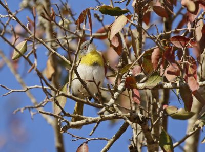 Geelborskleinjantjie / Yellow-breasted Apalis