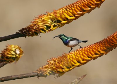 Witpenssuikerbekkie / White-bellied Sunbird