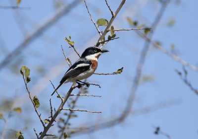 Witliesbosbontrokkie / Chinspot Batis