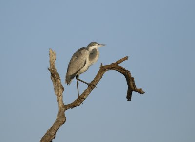 Swartkopreier / Black-headed Heron