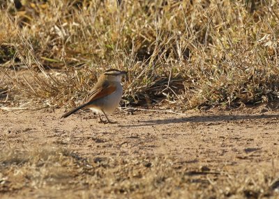 Swartkroontjagra / Black-crowned Tchagra