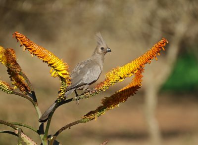 Kwevoël / Grey Go-away-bird