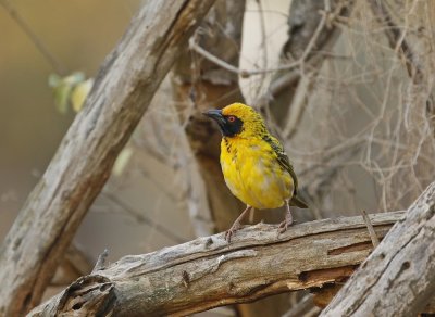 Bontrugwewer / Village Weaver