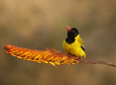 Swartkopwielewaal / Black-headed Oriole