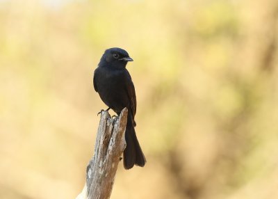 Swartvlieënvanger / Southern Black Flycatcher