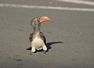 Gekroonde Neushoringvoël / Crowned Hornbill