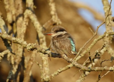 Gestreepte Visvanger / Striped Kingfisher