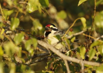 Bonthoutkapper / Acacia Pied Barbet