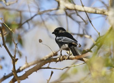 Gewone Swartmees / Southern Black Tit