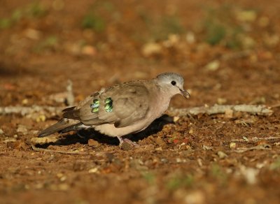 Groenvlekduifie / Emerald-spotted Wood Dove
