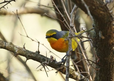Oranjeborsboslaksman / Orange-breasted Bushshrike