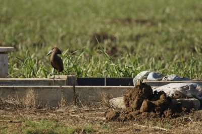 Hamerkop / Hamerkop