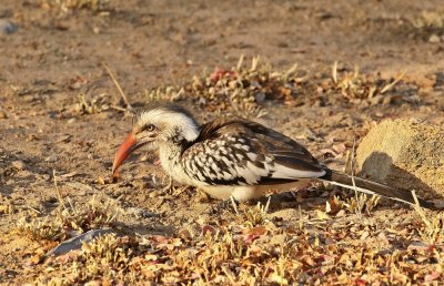 Rooibekneushoringvoël / Southern Red-billed Hornbill