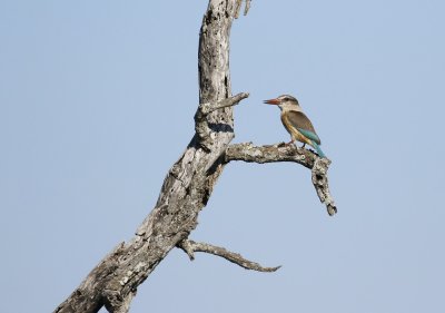 Bruinkopvisvanger / Brown-hooded Kingfisher