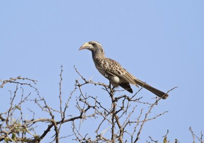 Grysneushoringvoël / African Grey Hornbill