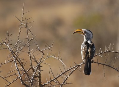 Geelbekneushoringvoël / Southern Yellow-billed Hornbill