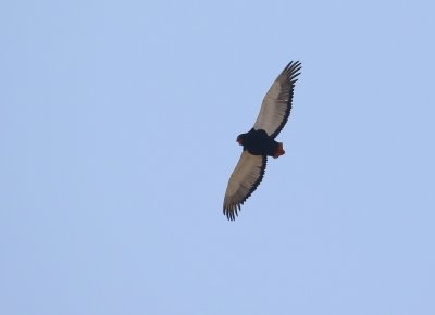 Berghaan / Bateleur