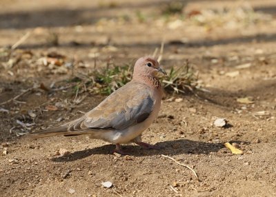 Rooiborsduifie / Laughing Dove