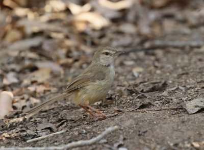 Swartbandlangstertjie / Black-chested Prinia