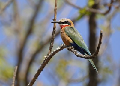 Rooikeelbyvreter / White-fronted Bee-eater