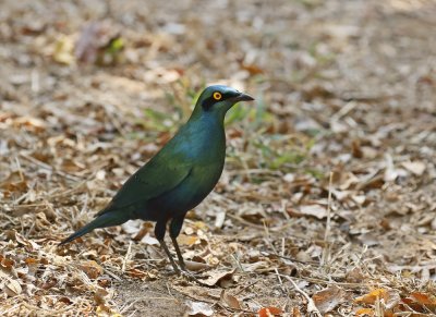 Groot-Blouoorglansspreeu / Greater Blue-eared Starling
