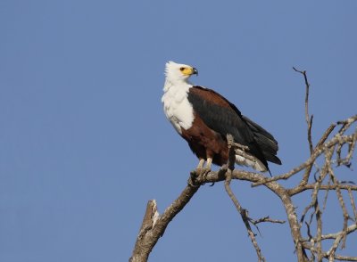Visarend / African Fish Eagle