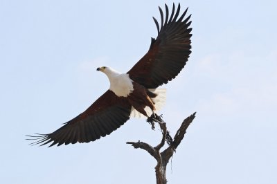 Visarend / African Fish Eagle