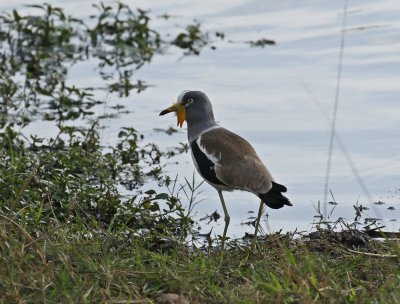Witkopkiewiet / White-crowned Lapwing