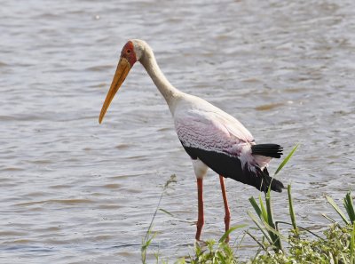 Nimmersat / Yellow-billed Stork