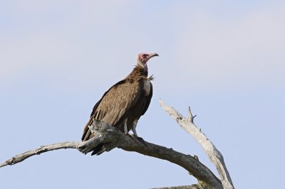 Monnikaasvoël / Hooded Vulture