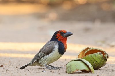 Rooikophoutkapper / Black-collared Barbet