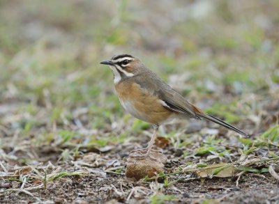 Baardwipstert / Bearded Scrub Robin