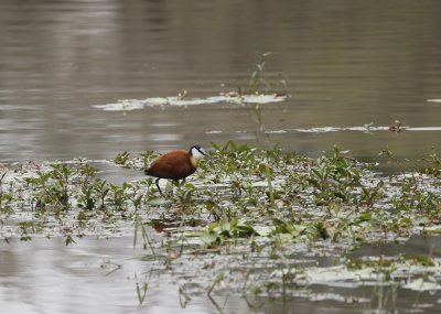 Grootlangtoon / African Jacana
