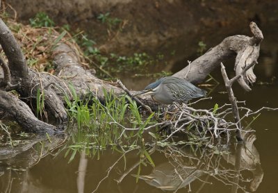 Groenrugreier / Striated Heron