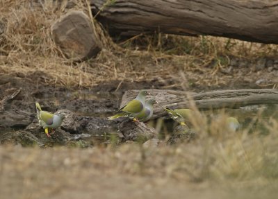 Papegaaiduif / African Green Pigeon