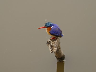 Kuifkopvisvanger / Malachite Kingfisher