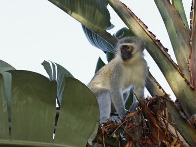 Blouaap / Vervet Monkey