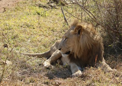 Leeu / Lion