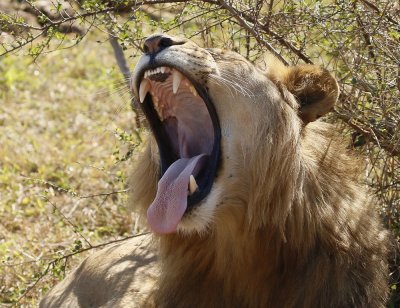 Leeu / Lion
