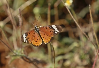 Witstreep-rootjie / White-barred Acraea