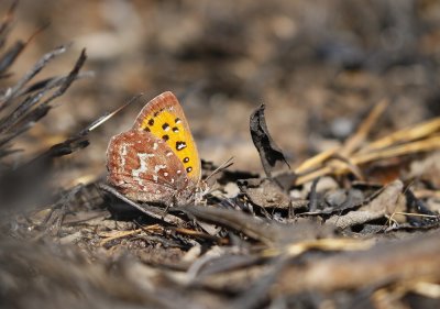 Transvaal-kopervlerkie / Transvaal Copper