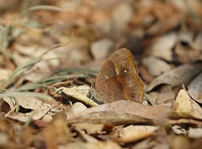 Skeeloog-bosbruintjie / Squinting Bush Brown