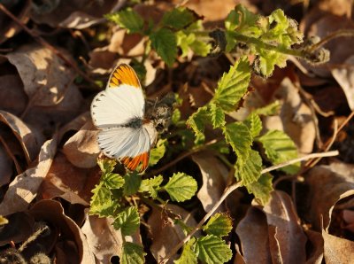 :: Kleinoranjepuntjie / Small Orange Tip ::