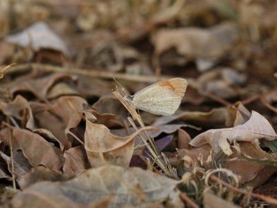 Kleinoranjepuntjie / Small Orange Tip
