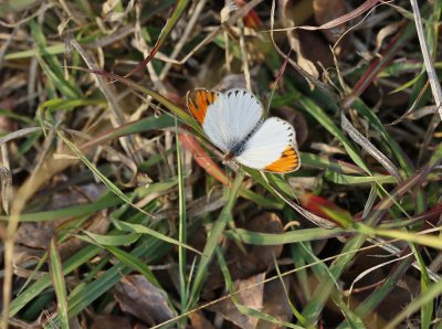 Kleinoranjepuntjie / Small Orange Tip