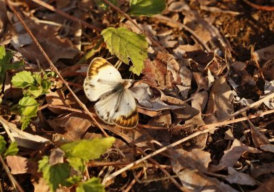 Kleinoranjepuntjie / Small Orange Tip